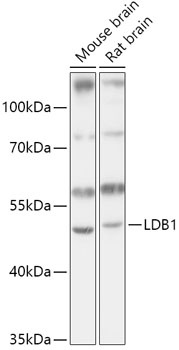 LDB1 Antibody