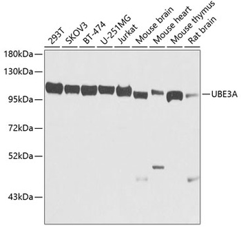 UBE3A Antibody