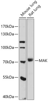 MAK Antibody