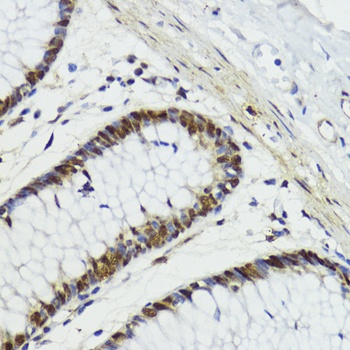 DNMT1 Antibody