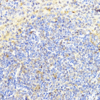 DNMT1 Antibody