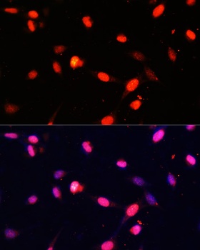 DNMT1 Antibody