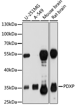 PDXP Antibody