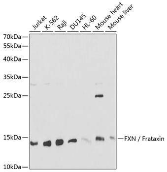 FXN Antibody