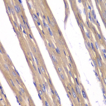 FXN / Frataxin Antibody