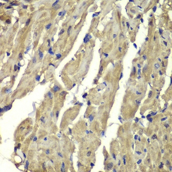 FXN / Frataxin Antibody