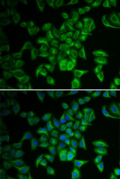 FXN / Frataxin Antibody