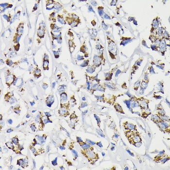 PDHA1 Antibody
