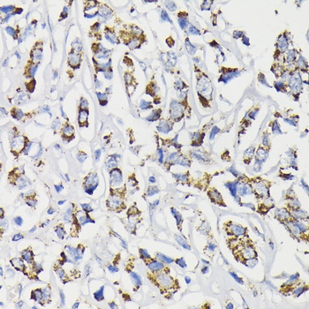 PDHA1 Antibody