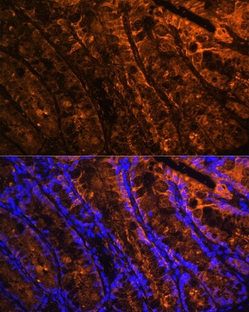 LGALS4 Antibody