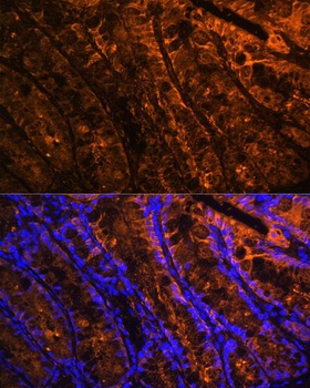 LGALS4 Antibody