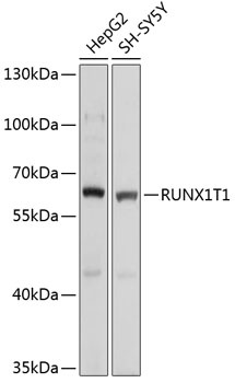 RUNX1T1 Antibody