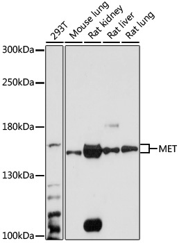 MET Antibody