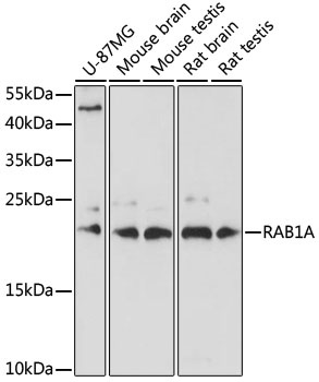 RAB1A Antibody