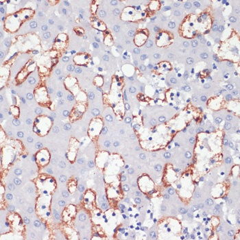 CD36 Antibody