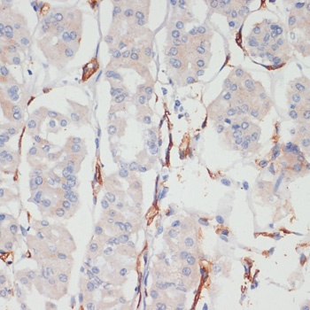 CD36 Antibody