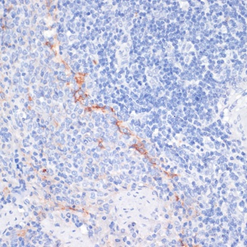 CD36 Antibody