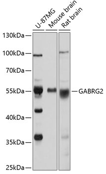 GABRG2 Antibody