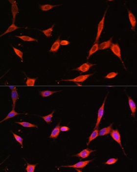 PIK3R3 Antibody
