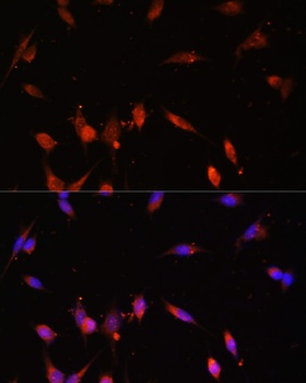 PIK3R3 Antibody