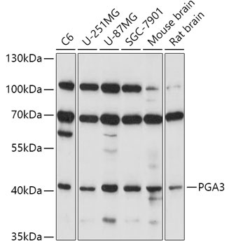 PGA3 Antibody