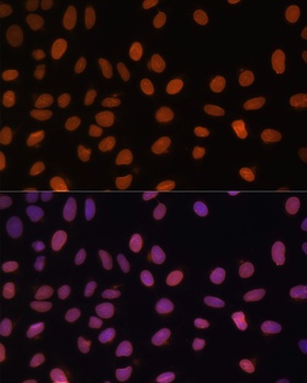 LMNA Antibody