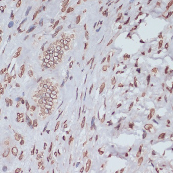 LMNA Antibody