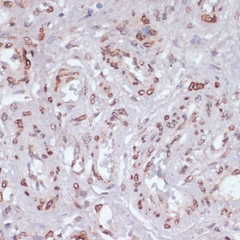 LMNA Antibody