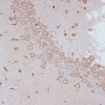 LMNA Antibody