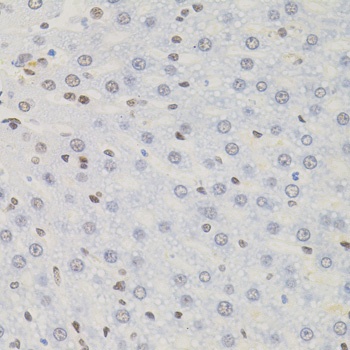 AKAP8 Antibody