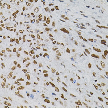 AKAP8 Antibody