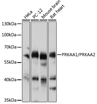 PRKAA1/PRKAA2 Antibody