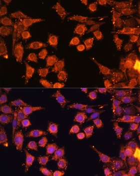 PRKAA1/PRKAA2 Antibody