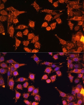 PRKAA1/PRKAA2 Antibody