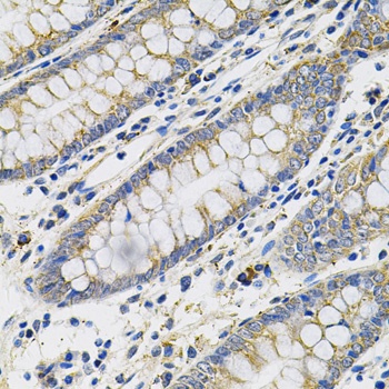 PGF Antibody