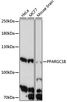 PPARGC1B Antibody