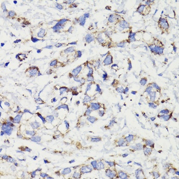 PDCD10 Antibody