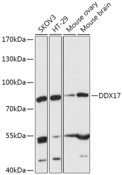 DDX17 Antibody