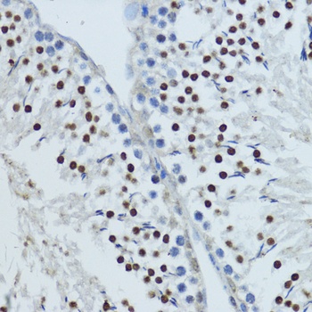 NR1I3 Antibody