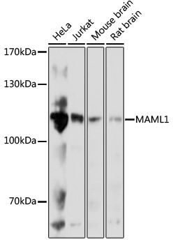 MAML1 Antibody