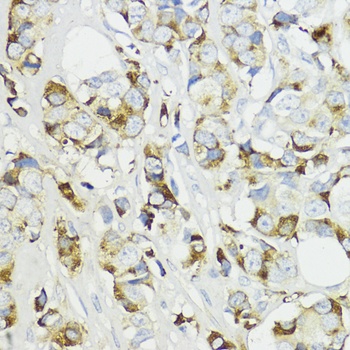 Complement Factor B Antibody