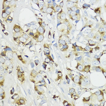 CFB Antibody