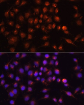 RAB11A Antibody