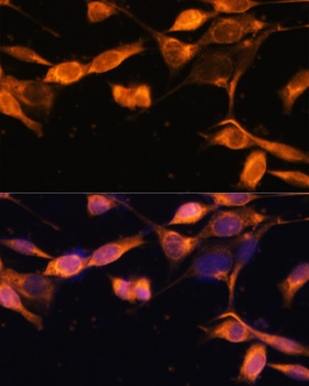 RAB11A Antibody