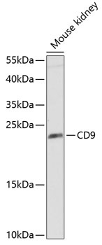CD9 Antibody