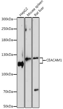 CEACAM1 Antibody