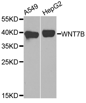 WNT7B Antibody