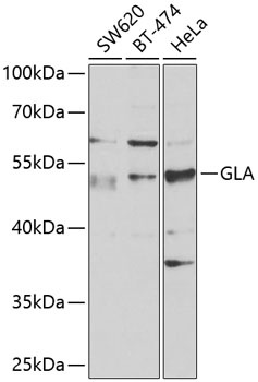 GLA Antibody