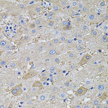 GLA Antibody