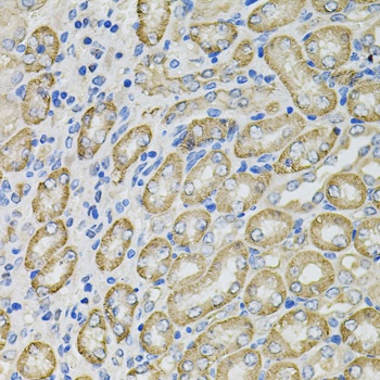 GLA Antibody